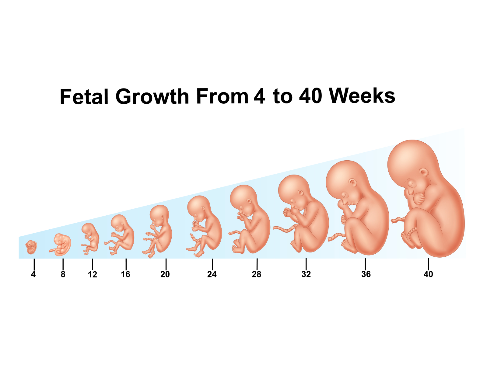 Growth Of A Fetus